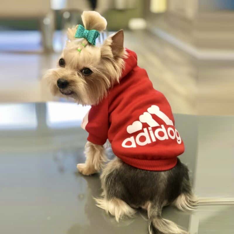 Superstar Dog Sweatshirt Cotton Hoodies for Small Dog Soft and Warm Dog Outfit Cute Puppy Tracksuit Cat Pet Cold Weather Clothes 