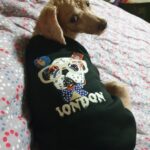 London Dog Hoodie