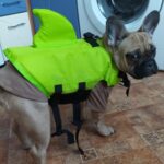 Life Shark Dog Jacket