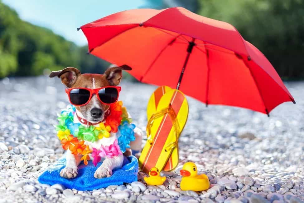 The Best Umbrellas for Dogs