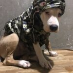 Dog Raincoat Jacket