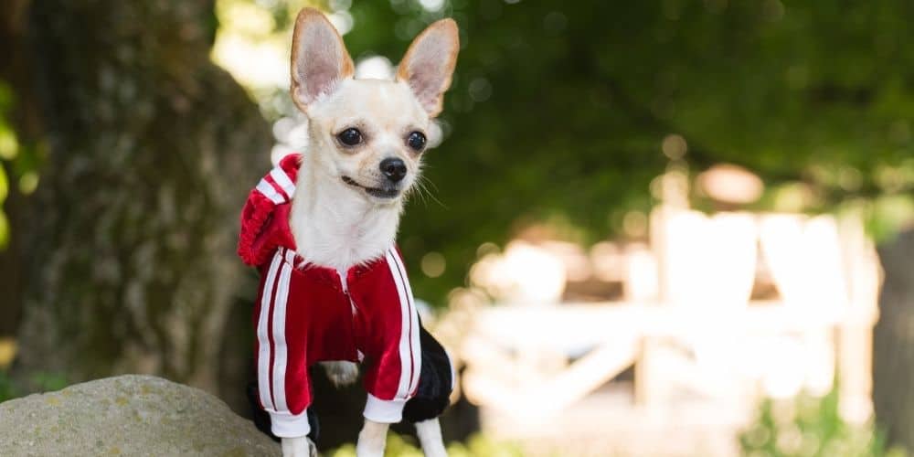 small dog in hoodie