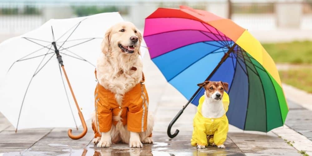 dogs under umbrella