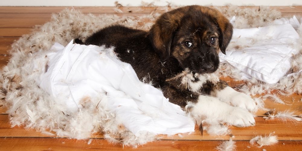 Dog Blankets