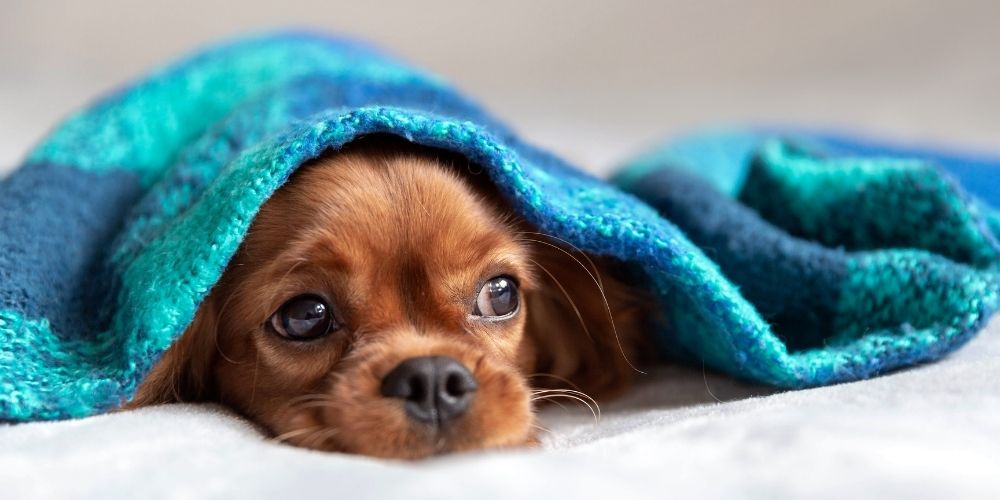 Dog Blankets