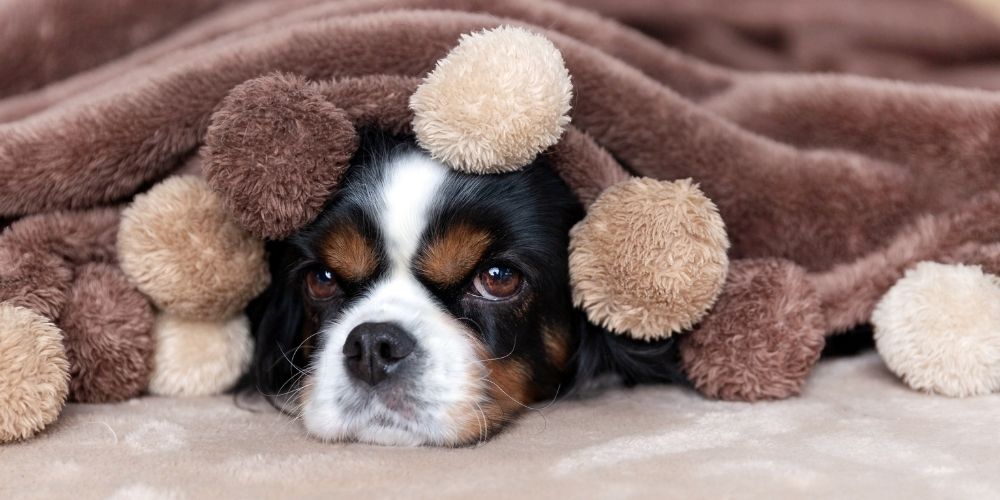 Dog Blankets