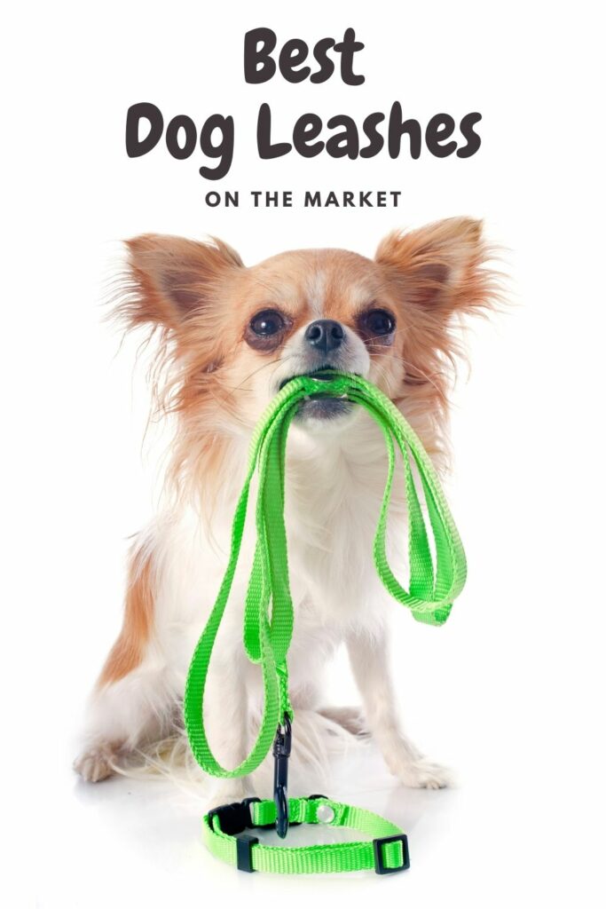 Best Dog Leashes on the Market