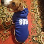 Boss Dog Hoodie