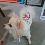 Minnie Mouse Summer Dog Hoodie
