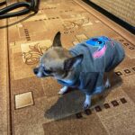 Stitch Dog Pullover