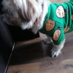 Lovely Dog Sweatshirt