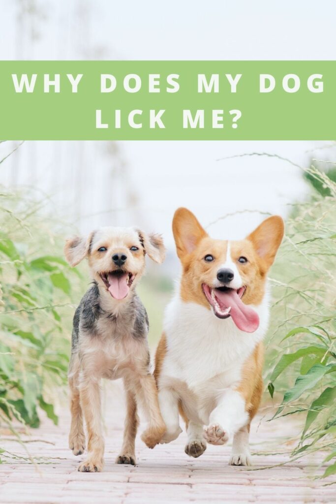 Why Does My Dog Lick Me?